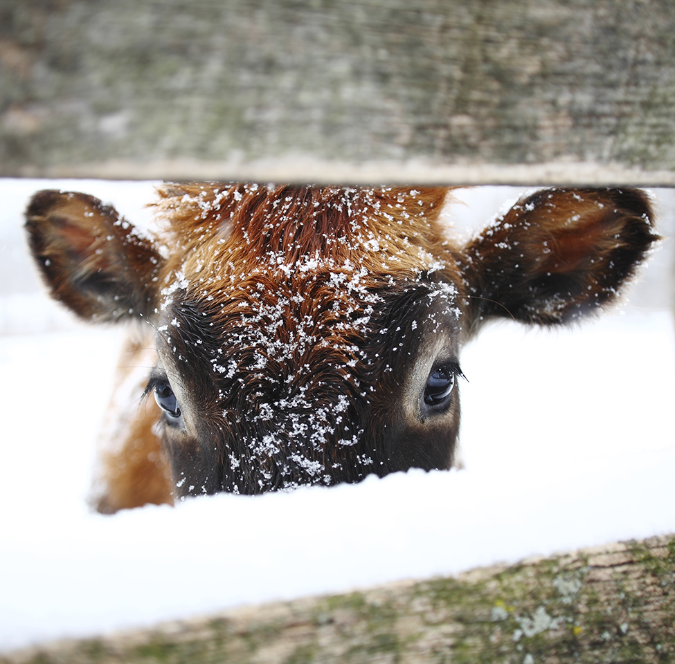 Foto Kuh im Schnee