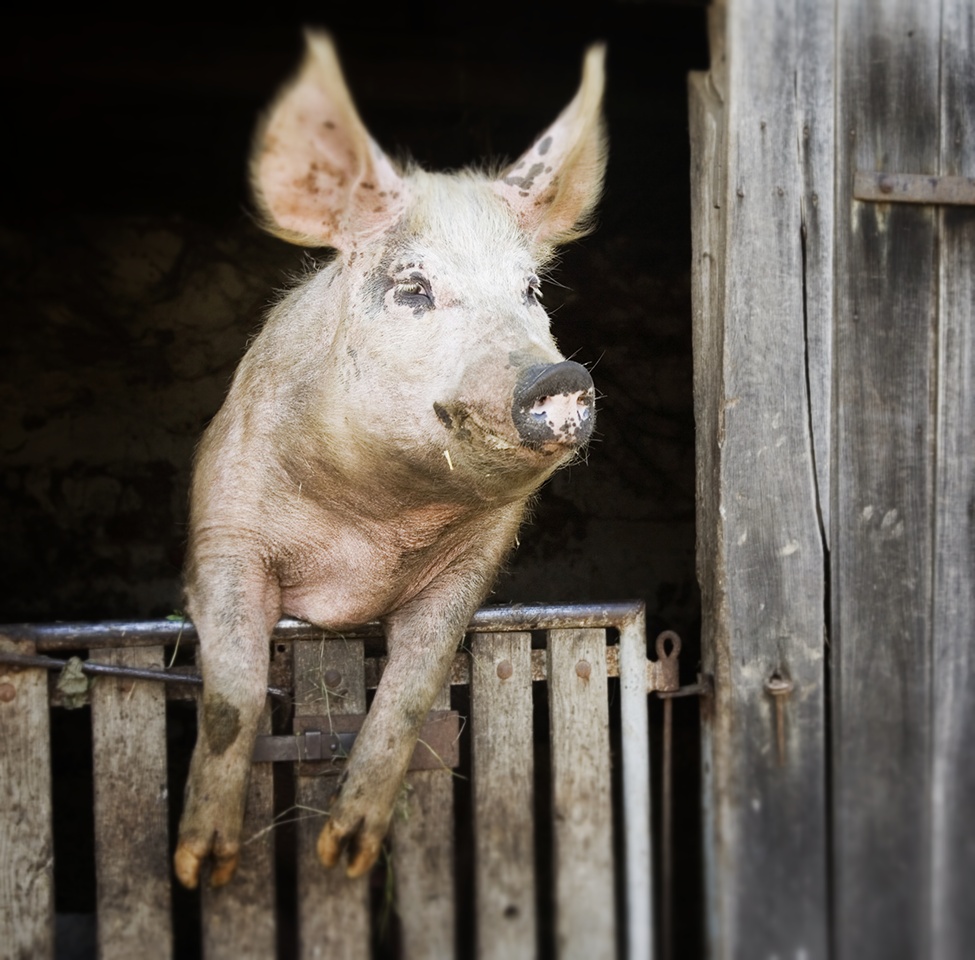 Foto von einem glücklichen Schwein im Stall