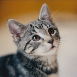 Foto vom Kater Tom