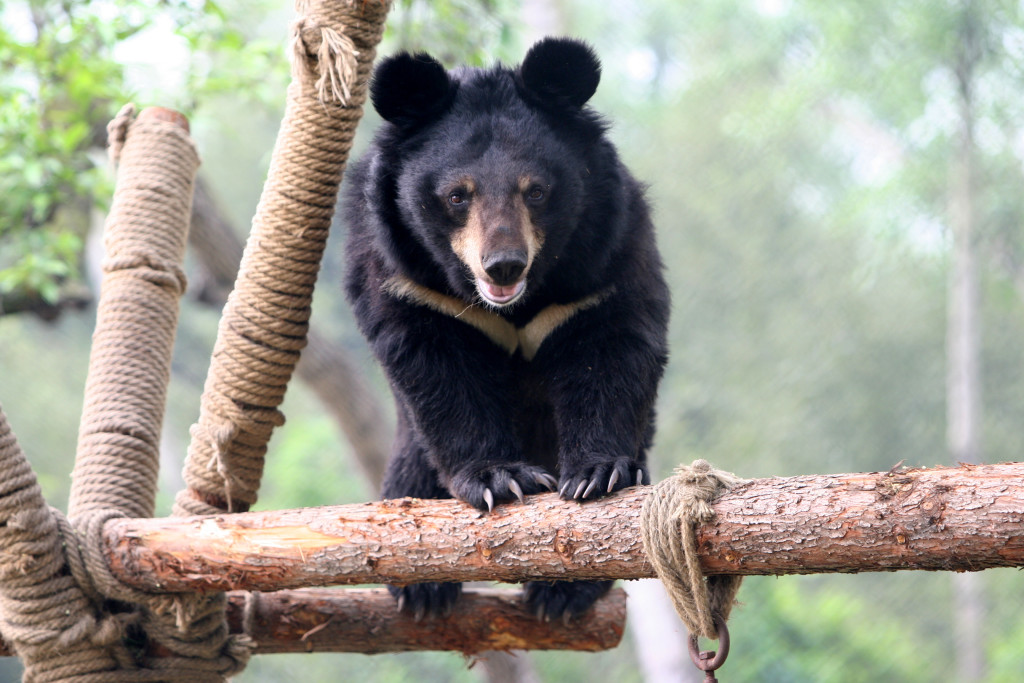 Foto von einem Mondbären Animals Asia